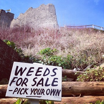 Weeds for sale 130:132