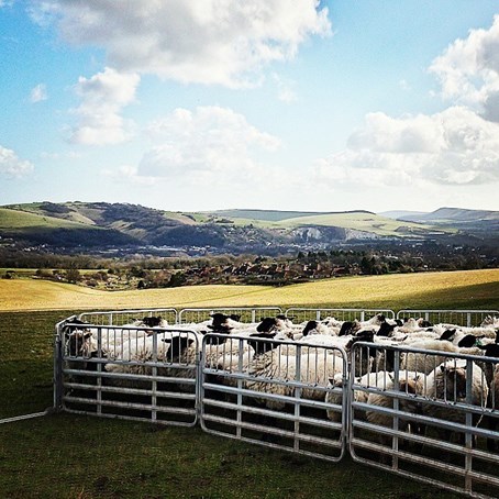 Lewes Sheep