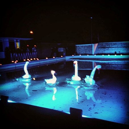 Lewes Swans in the pool